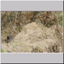 Harpactus lunatus - Grabwespe w03b - Habitat - OS-Hollage Lehmkuhle.jpg